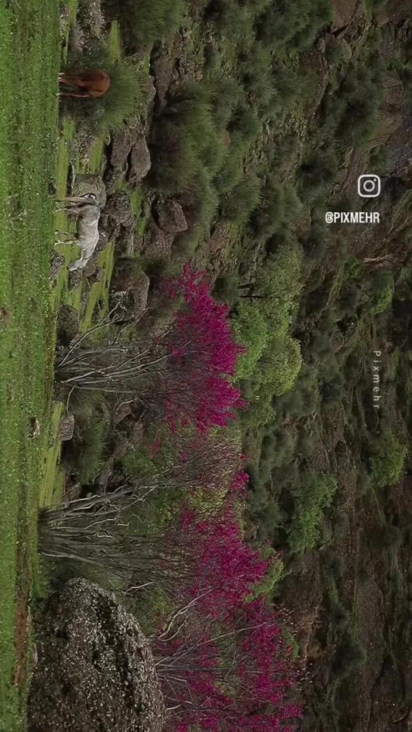  مخمل و ارغوان؛ گوشه ای از زیبایی های بهار خرم آباد ، لرستان 