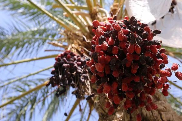 سراوان، قطب نوظهور خرمای ایران