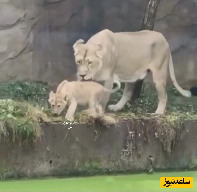 عجیب ترین صحنه حیات وحش؛ واکنش شیر مادر بعد از هل دادن اشتباهی فرزندش به آب دل یه دنیا رو تکون داد/ مادر است دیگر + ویدئو
