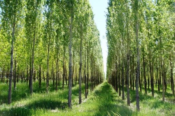 ۷۰۰۰ هکتار از اراضی ملی برای زراعت چوب به مردم واگذار می‌شود