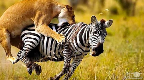 حمله نفسگیر ماده شیر به گله گورخرها