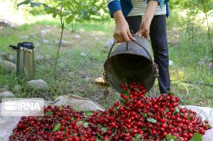سرمازدگی تولید گیلاس اشنویه را به نصف کاهش داد