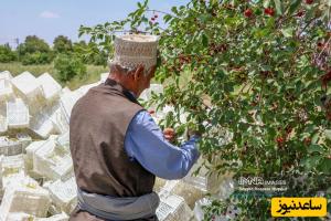 خلاقیت مشاغل؛ ابتکار منحصربفرد باغدار باهوش برای چیدن راحت و بدون دردسر آلبالو از درخت که 2 میلیون لایک گرفت+ویدیو/ مغز تو باید بیمه بشه والسلام👌