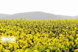 خرید تضمینی دانههای روغنی در شیروان خراسانشمالی آغاز شد