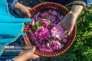 ادب فارسی و گلهایی که آن را آراستهاند؛ کدام گل در ادب فارسی «گل» است