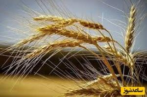 خبر مهم دولت /مطالبات گندمکاران واریز می شود +جزئیات