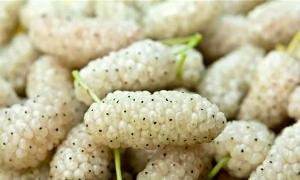 خواص شگفتانگیز توت سفید/ چرا باید آن را در رژیم غذایی خود داشته باشید؟