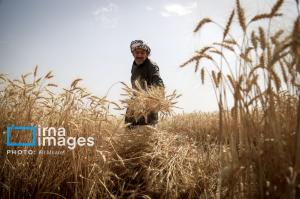 ۲۸.۵ همت بابت خرید تضمینی گندم به حساب کشاورزان واریز شد