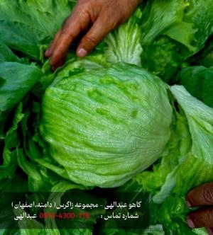 کاهو ایسبرگ و کاهو عبدالهی و کاهو دامنه با کیفیت جهانی