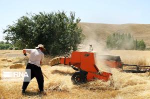 برداشت جو از مزارع آذربایجان غربی آغاز شد