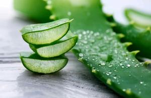 خواص معجزه گر آلوئه ورا برای درمان بیماریهای مقعدی