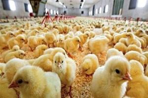 چراغ سبز وزارت جهاد کشاورزی برای تولیدکنندگان تخم مرغ/ بازار تخم مرغ ساماندهی میشود