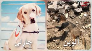 مرگ جگرسوز آلوین و چارلی، سگ های زنده یاب در حمله اسرائیل / به احترامشان باید ایستاد + عکس های تلخ