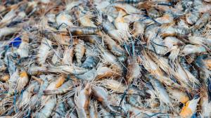 نانوحبابها به کمک پرورش میگو میآیند